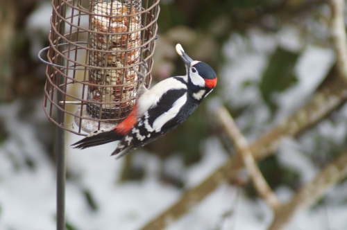 Photo Gallery Image - Woody Woodpecker - A regular visitor to the Badgers Sett garden