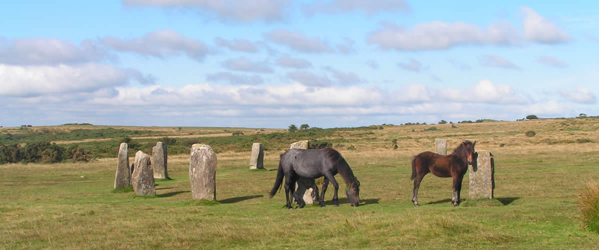 Ponies grazing at the Hurlers Stone Circle on Bodmin Moor