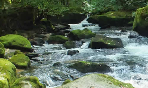 Golitha Falls is a popular walk through woodland and along the river