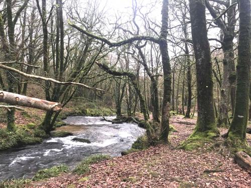 Robins, river, and a touch of magic, Golitha Falls