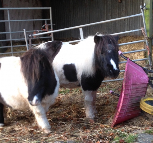 Tamar Valley Donkey Park & Sanctuary