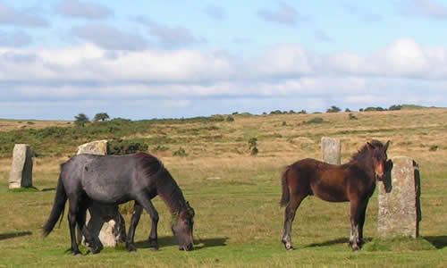 Ponies grazing at the Hurlers Stone Circle, Minions, Bodmin Moor
